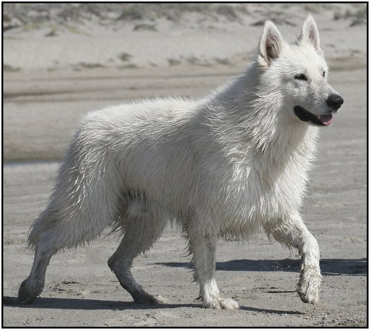 male white swiss shepherd running on the beach