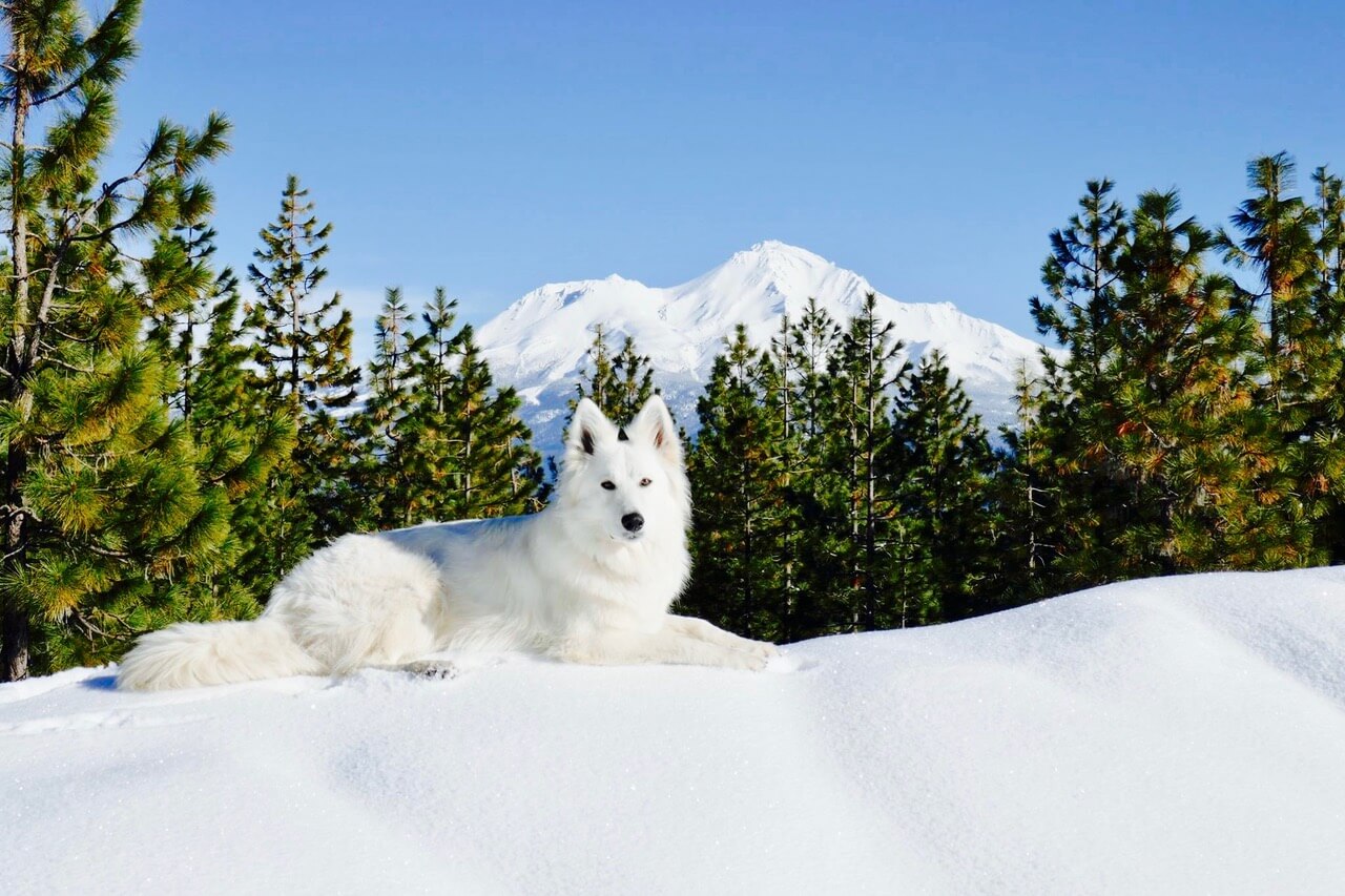 white-swiss-shepherd-dances-with-wolves-ranch-1 White Swiss Shepherd laying in the snow