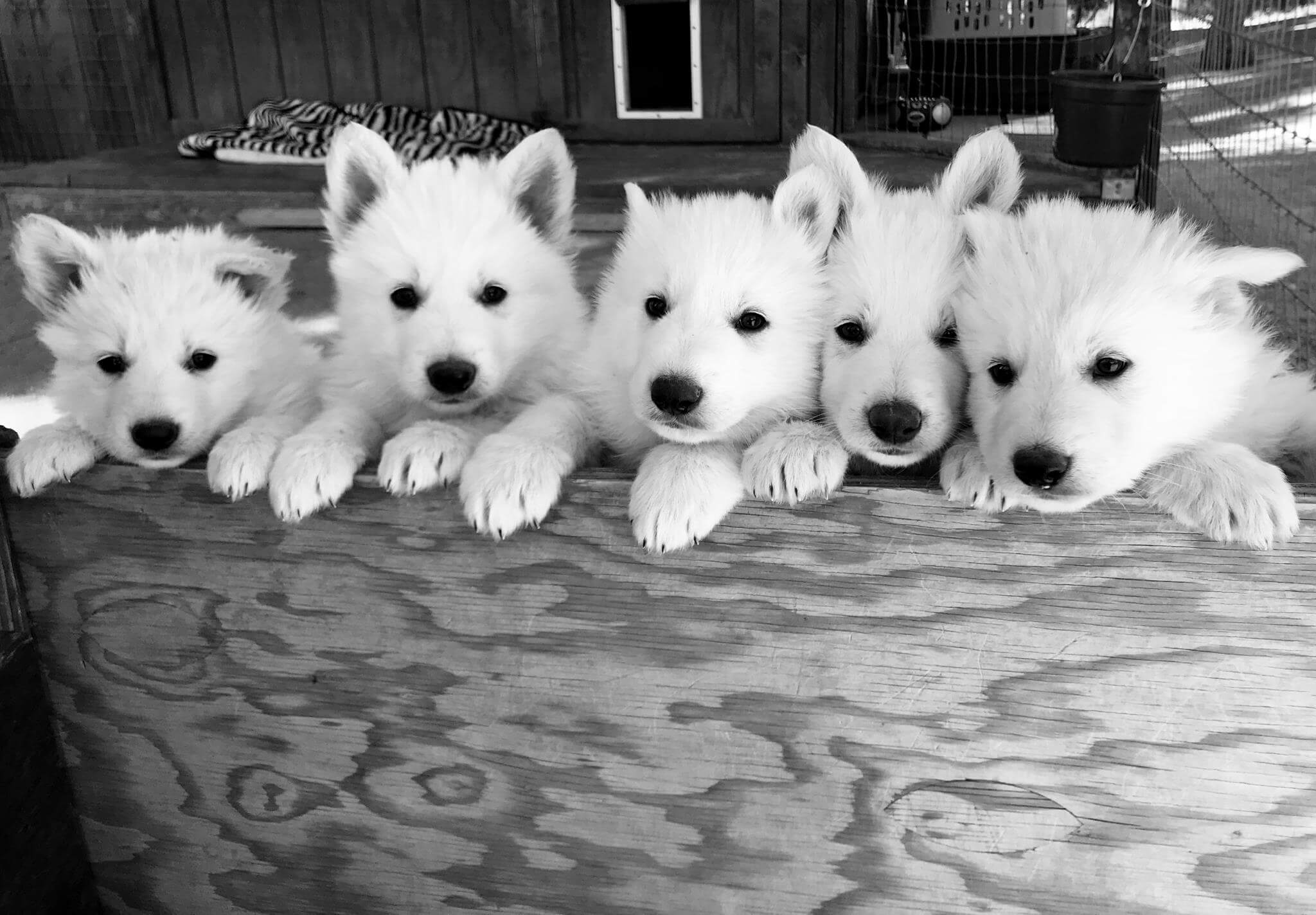 white swiss shepherd puppies five white swiss shepherd puppies standing up on a gate