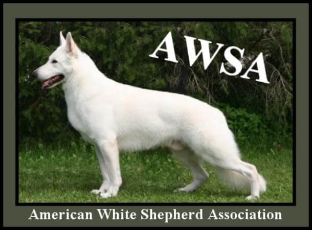 AWSA-dog berger blanc suisse vs german shepherd