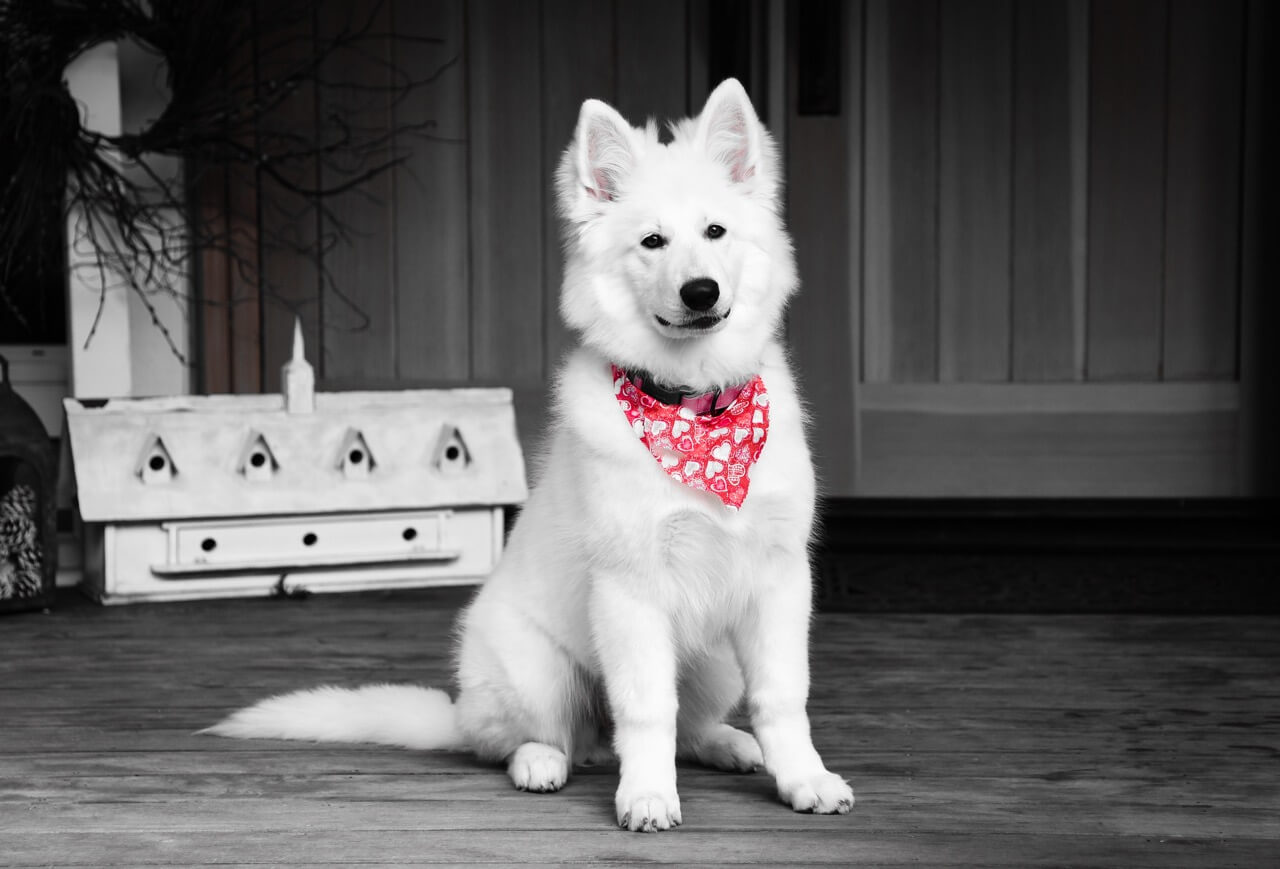 berger blanc suisse berger blanc suisse dog sitting