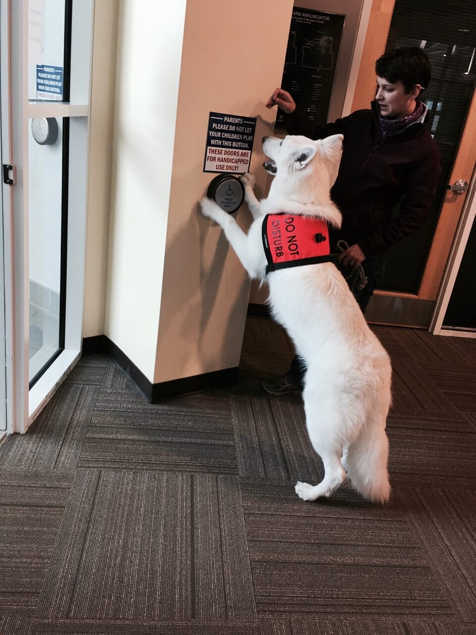 Swiss Shepherd Service Dog White Swiss Shepherd as Service Dog