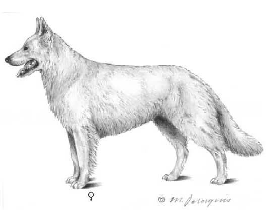 FCI Standard illustration of berger blanc suisse breed standard