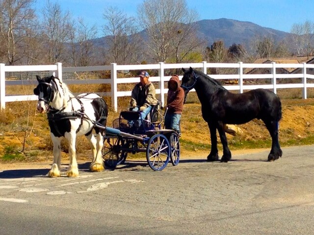 clydesdale horses clydesdale horse carriage in agua dulce, ca