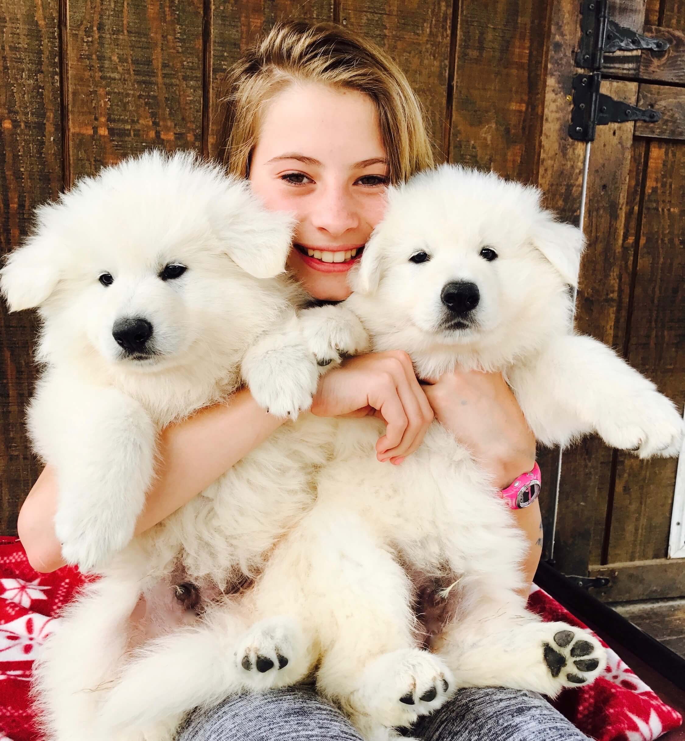 two white swiss shepherd puppies teenage girl holding two white swiss shepherd puppies