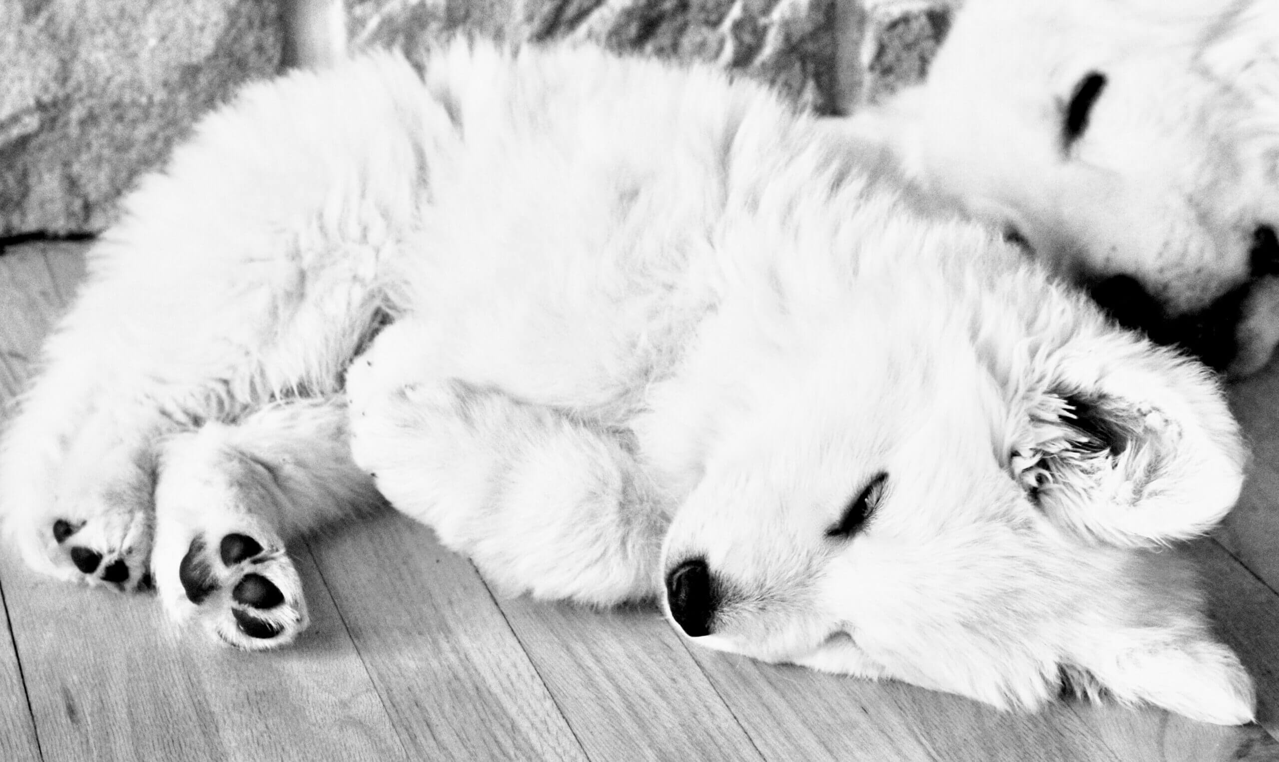 berger-blanc-suisse-puppy-scaled white swiss shepherd puppy napping