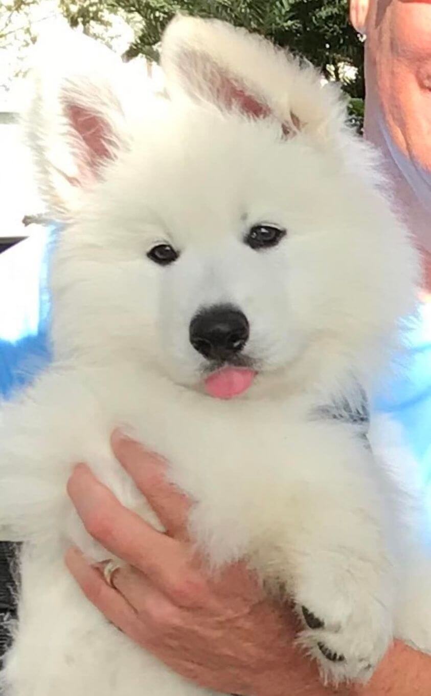 white swiss shepherd puppy white swiss shepherd puppy with its tongue sticking out