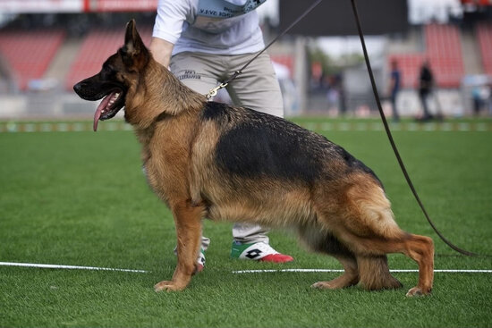 german shepherd german shepherd standard