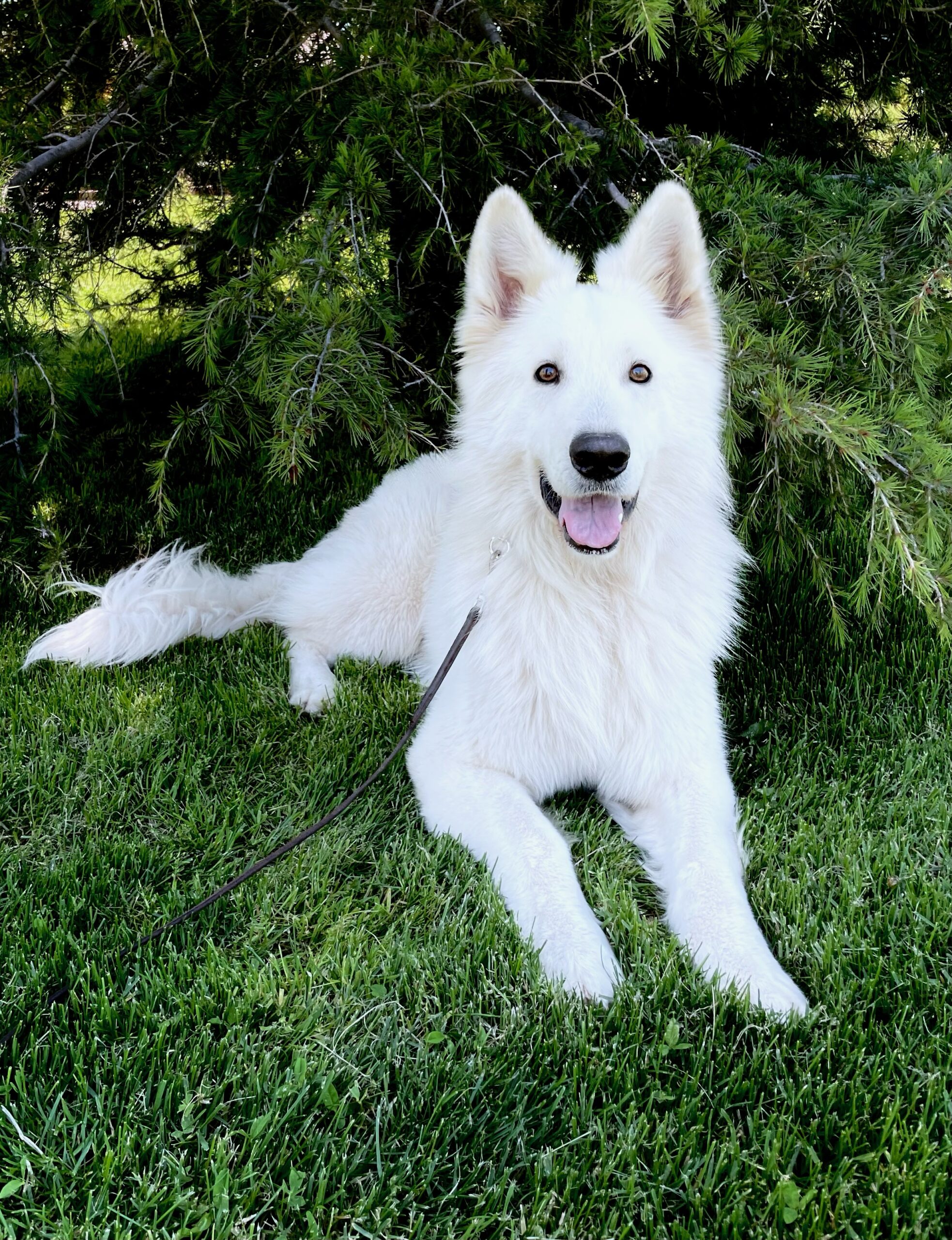 ED78E52A-DBC0-42BF-8CEE-132BF5472F17_1_201_a white swiss shepherd puppies looking up at camera